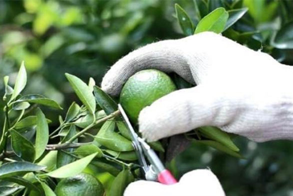 氮?dú)夤裼猛炯芭c電子防潮箱的區(qū)別