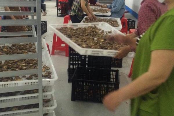 山藥烘干除濕機(jī)