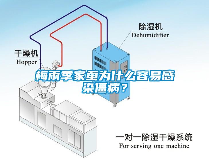 梅雨季家蠶為什么容易感染僵??？