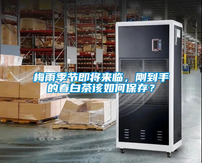 梅雨季節(jié)即將來臨，剛到手的春白茶該如何保存？