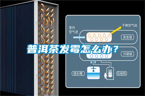 普洱茶發(fā)霉怎么辦？