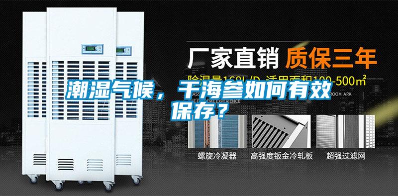 潮濕氣候，干海參如何有效保存？